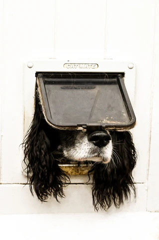  — © Bild: Sarah Haskell / Comedy Pets
