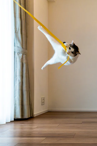  — © Bild: Kazutoshi Ono / Comedy Pets