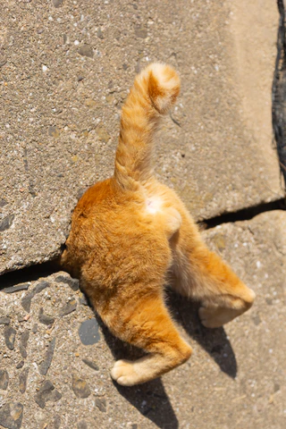  — © Bild: Kenichi Morinaga / Comedy Pets