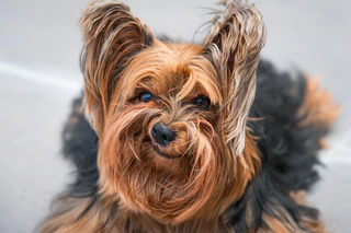  — © Bild: Luiza-Ribeiro-de-Oliveira / Comedy Pets