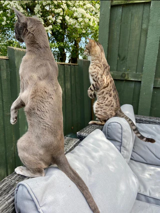  — © Bild: Emma Beardsmore / Comedy Pets