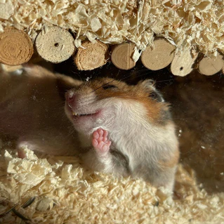  — © Bild: Alina Vogel / Comedy Pets