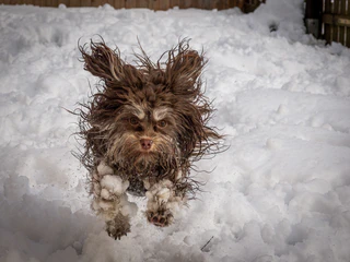  — © Bild: Tammo Zelle / Comedy Pets