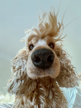  — © Bild: Lock Liu/ Comedy Pets