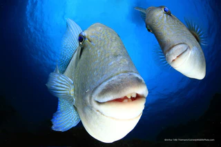  — © Bild: Arthur Telle Thiemann / Comedywildlifephoto.com.