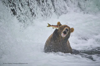  — © Bild: John Chaney / Comedywildlifephoto.com.