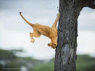  — © Bild: Jennifer Hadley / Comedywildlifephoto.com.