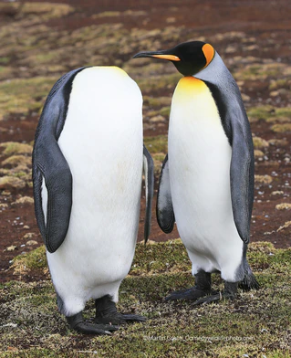 — © Bild: Martin Grace / Comedywildlifephoto.com.