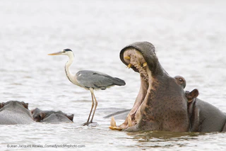  — © Bild: Jean Jacques Alcalay / Comedywildlifephoto.com.