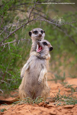  — © Bild: Emmanuel Do Linh San / Comedywildlifephoto.com.