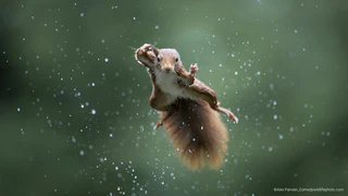  — © Bild: Alex Pansier / Comedywildlifephoto.com.