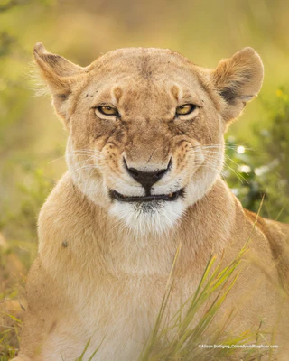  — © Bild: Alison Buttigieg / Comedywildlifephoto.com.