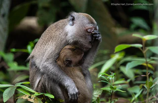  — © Bild: Sophie Hart / Comedywildlifephoto.com.