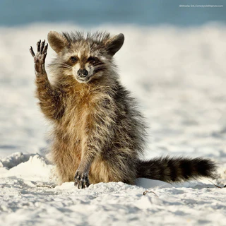  — © Bild: Miroslav Srb/ Comedywildlifephoto.com.