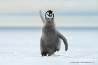 — © Bild: Thomas Vijayan/ Comedywildlifephoto.com