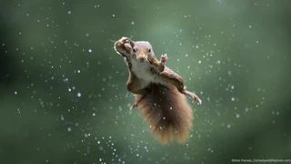  — © Bild: Alex Pansier / Comedywildlifephoto.com.