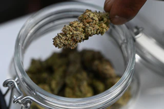 Mehr als sieben Kilo Marihuana stellte die Polizei bei dem Einsatz sicher. (Symbolbild) — © Michael Brandt/dpa