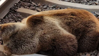 Toter Bär — © Bild: Salzburger Jägerschaft