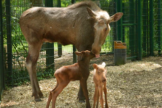 Tierpark Hellabrunn — © ©&nbsp;Bild: Tierpark Hellabrunn