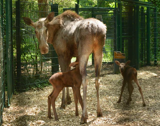 Tierpark Hellabrunn — © ©&nbsp;Bild: Tierpark Hellabrunn