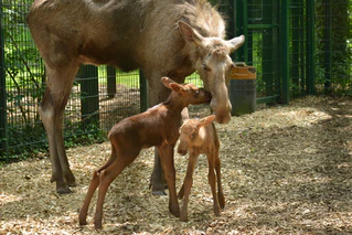 Tierpark Hellabrunn — © ©&nbsp;Bild: Tierpark Hellabrunn