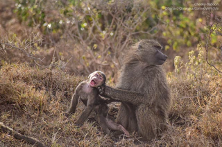  — © © Bernard-Omwaka / Comedy Wildlife