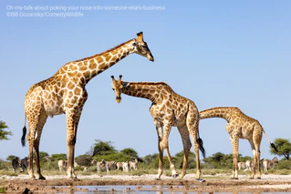  — © © Bill Gozansky / Comedy Wildlife