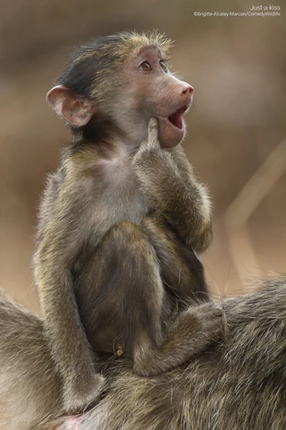  — © © Brigitte Alcalay Marcon / Comedy Wildllife
