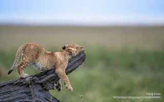  — © © Christian-Hargasser / Comedy Wildllife