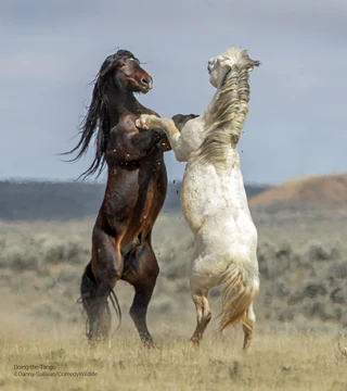  — © © Danny Sullivan / Comedy Wildlife