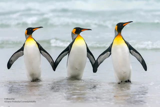  — © © Dario-Podesta/ Comedy Wildlife