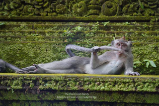  — © © Delphine Casimir / Comedy Wildlife