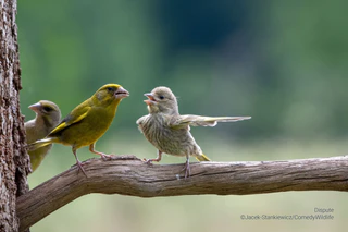  — © © Jacek-Stankiewicz / Comedy Wildlife