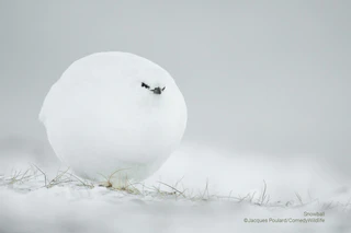  — © © Jacques Poulard / Comedy Wildlife