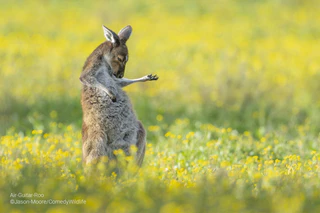 — © © Jason Moore / Comedy Wildlife