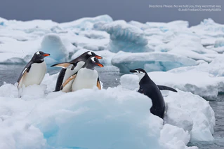  — © © Jodi Frediani / Comedy Wildlife