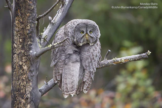  — © © John Blumenkamp / Comedy Wildlife