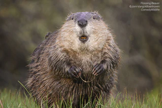  — © © Jorn Vangoidtsenhoven/ Comedy Wildlife