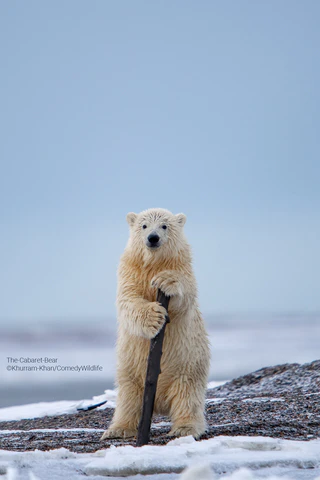  — © © Khurram Khan / Comedy Wildlife