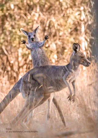 — © © Lara Mathews / Comedy Wildlife