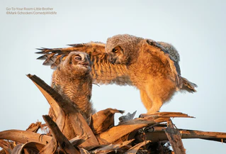  — © © Mark Schocken / Comedy Wildlife