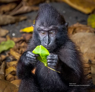 — © © Matti Rauvala / Comedy Wildlife