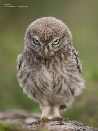  — © © Micheal Erwin / Comedy Wildlife