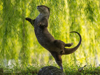  — © © Otter Kwek / Comedy Wildlife