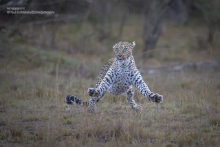  — © © Paul Goldstein / Comedy Wildlife