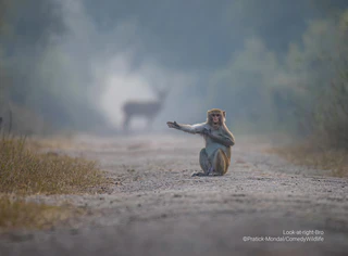  — © © Patrick Mondal / Comedy Wildlife