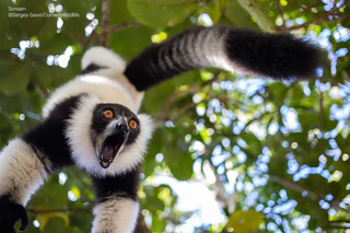  — © © Sergey Savvi / Comedy Wildlife