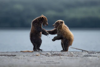  — © © Thomas Vijayan / Comedy Wildlife