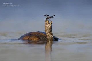  — © © Tzahi Finkelstein / Comedy Wildlife