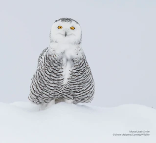  — © © Vince Maidens / Comedy Wildlife